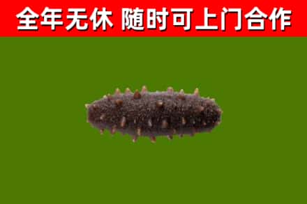 洛龙烟酒回收干海参.jpg